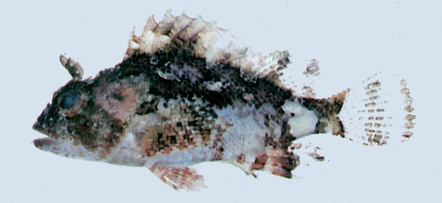 Parascorpaena aurita