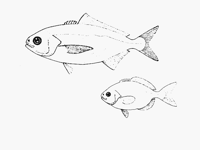 Seriolella caerulea