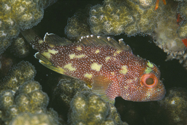 Sebastapistes cyanostigma