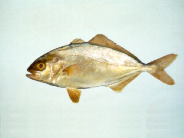 Seriola dumerili