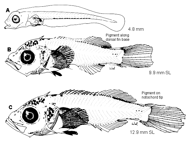 Sebastes entomelas