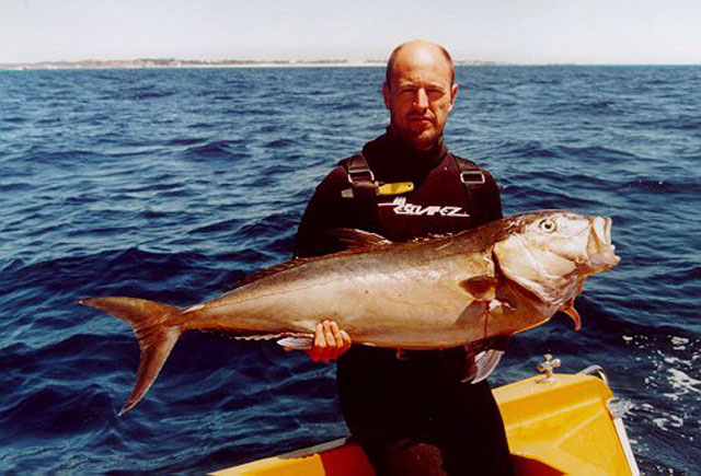 Seriola hippos