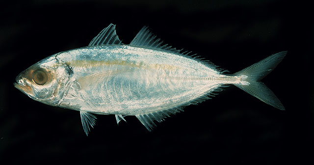 Selaroides leptolepis