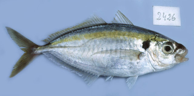 Selaroides leptolepis