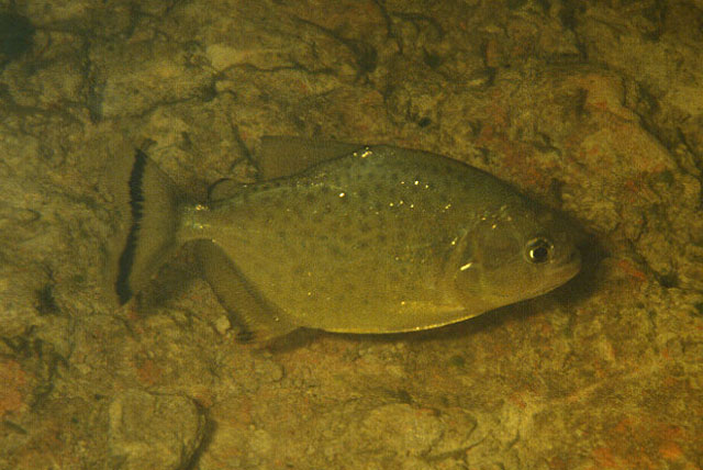 Serrasalmus maculatus