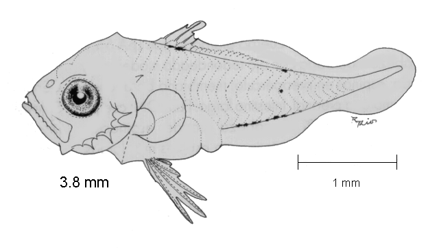 Selene peruviana