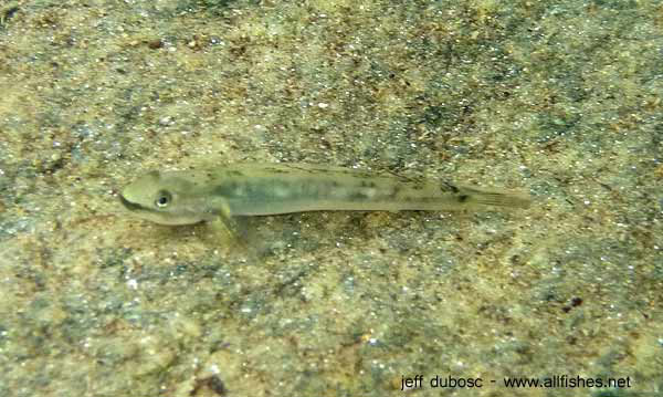 Smilosicyopus chloe