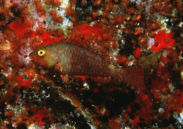 Sparisoma cretense