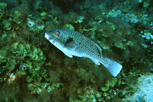 Sparisoma cretense