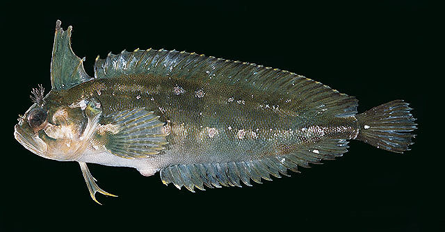 Springeratus xanthosoma