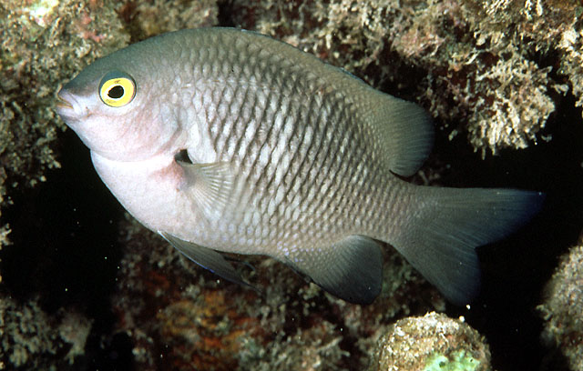 Stegastes fasciolatus