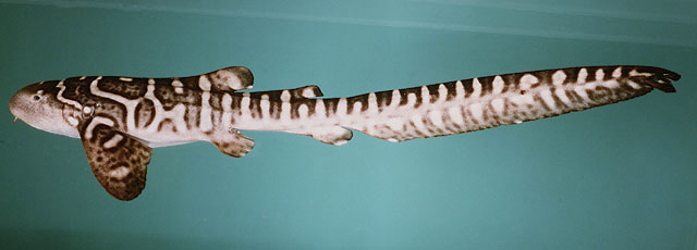 Stegostoma fasciatum