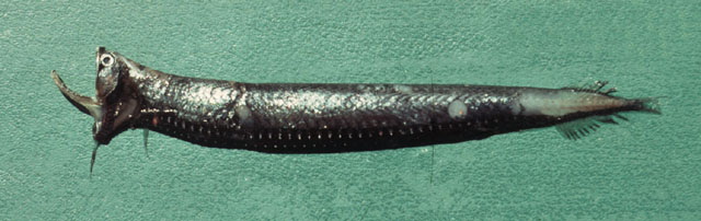 Stomias nebulosus