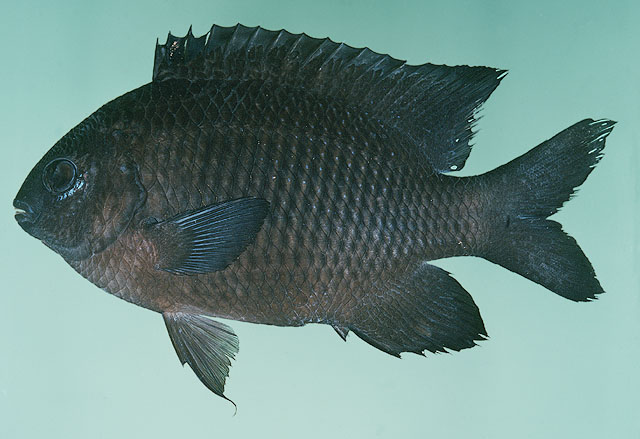 Stegastes obreptus