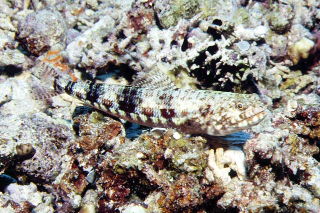 Synodus binotatus