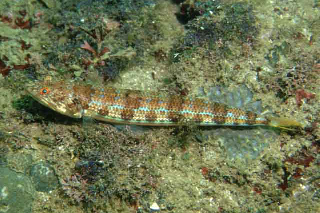 Synodus indicus