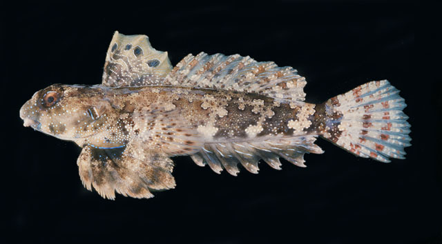 Neosynchiropus ocellatus