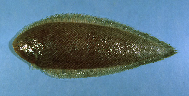Sypla_u0.jpg