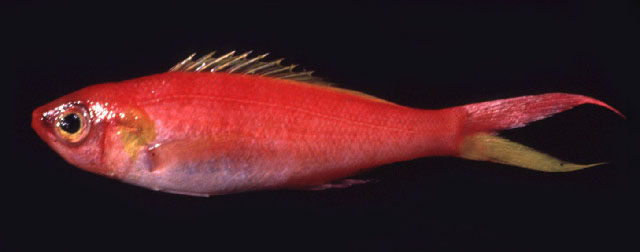 Symphysanodon typus