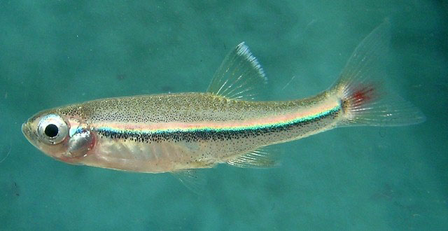 Tanichthys micagemmae