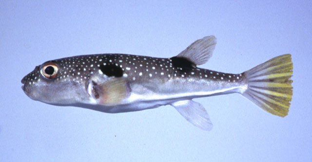 Tanip_u4.jpg