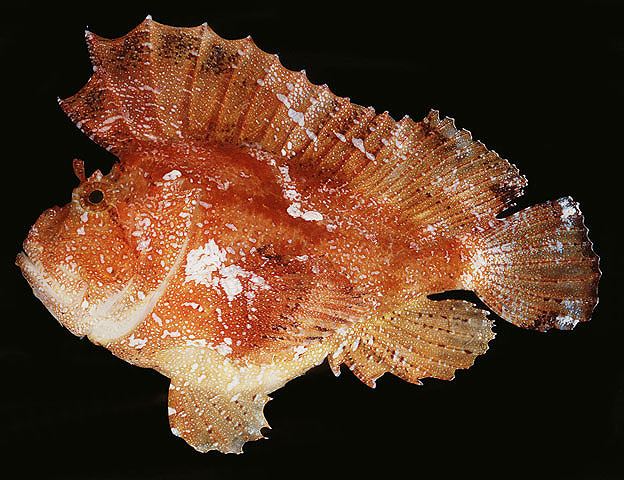 Taenianotus triacanthus