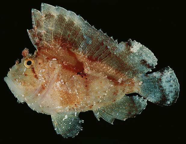 Taenianotus triacanthus