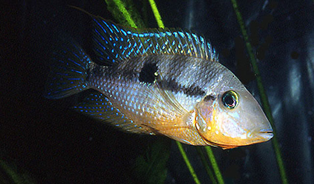 Thorichthys affinis