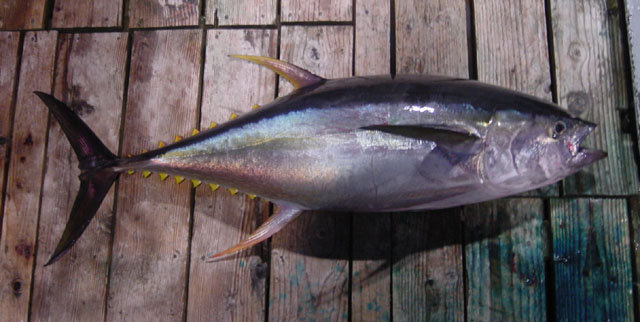 Thunnus albacares