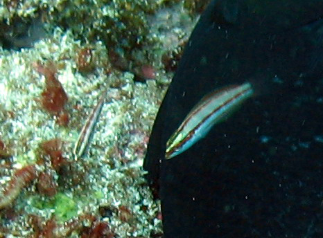 Thalassoma ascensionis