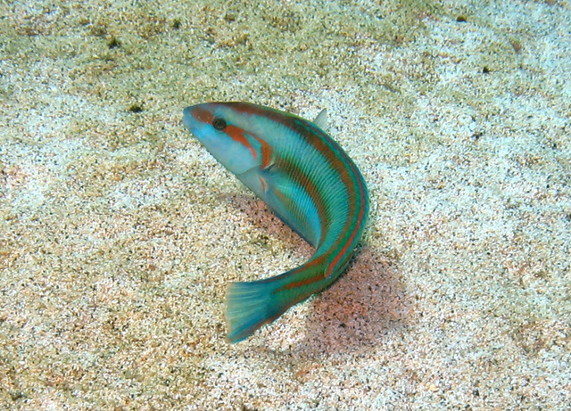 Thalassoma ascensionis