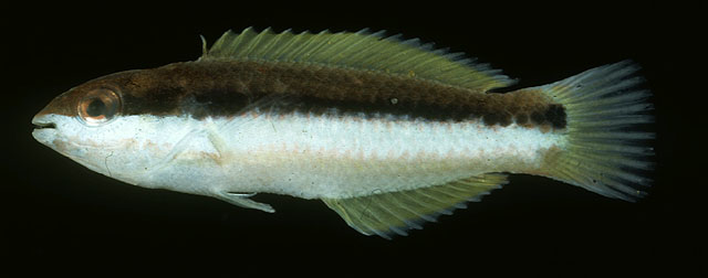 Thalassoma genivittatum