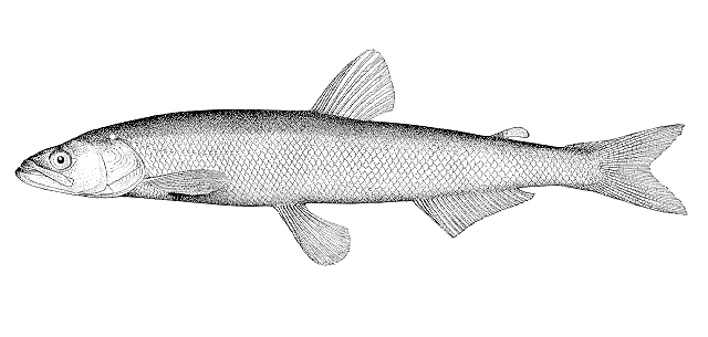 Thaleichthys pacificus