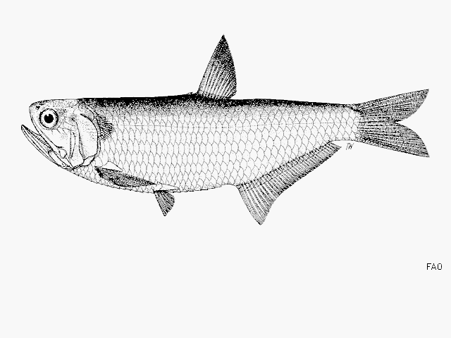 Thryssa polybranchialis