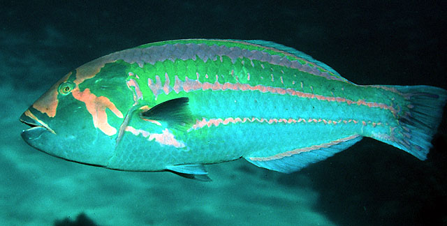 Thalassoma purpureum