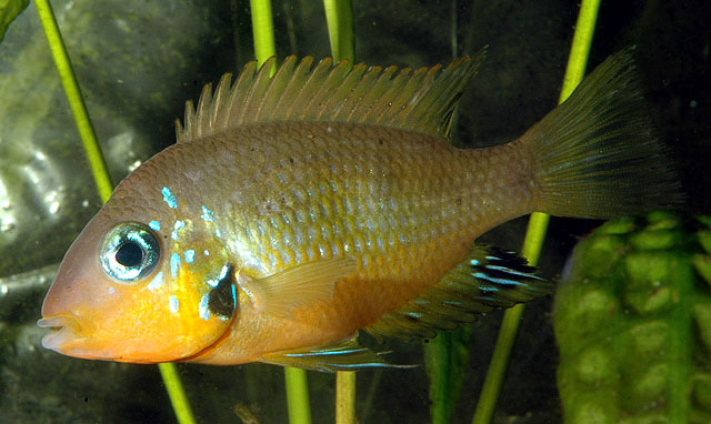 Thorichthys socolofi