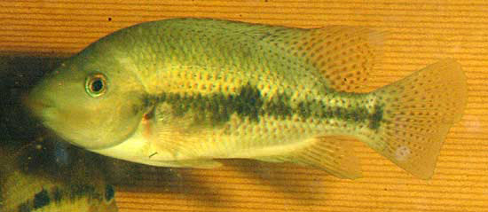 Talamancaheros sieboldii