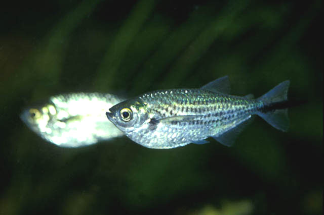 Triportheus angulatus