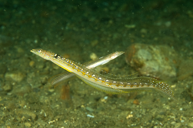 Trichonotus elegans