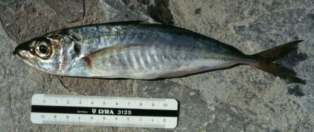 Trachurus mediterraneus