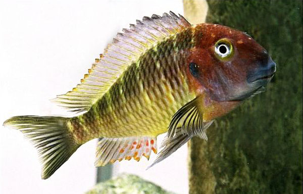 Tropheus moorii