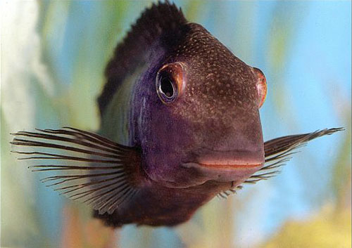 Tropheus moorii