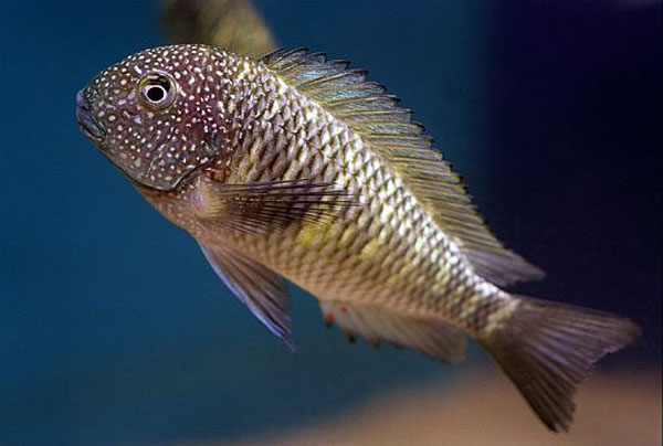 Tropheus moorii