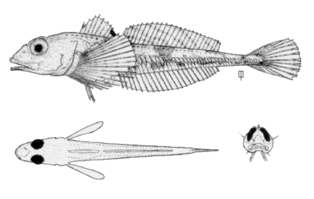 Triglops murrayi