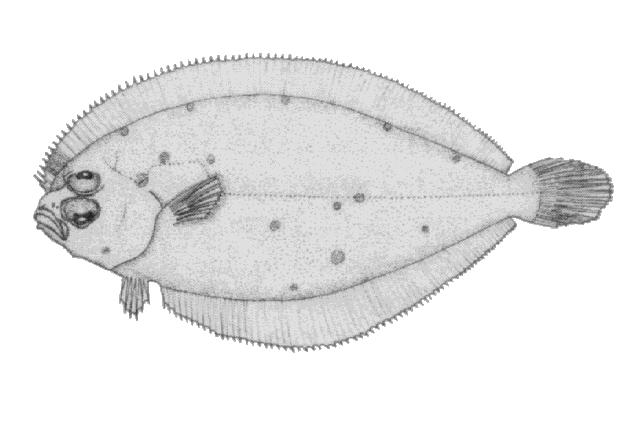 Trichopsetta orbisulcus