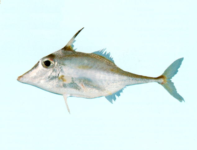 Trixiphichthys weberi