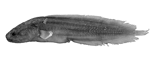 Ungusurculus williamsi