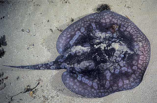 Urolophus gigas