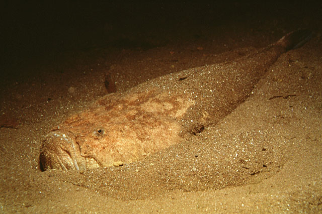 Ursca_u0.jpg