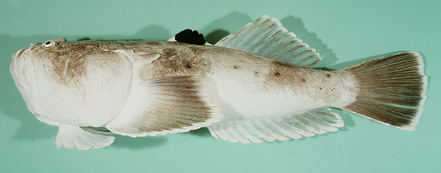 Ursul_u0.jpg